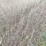 漆树一年生漆树小苗基地1公分漆树多少钱一颗漆树种子