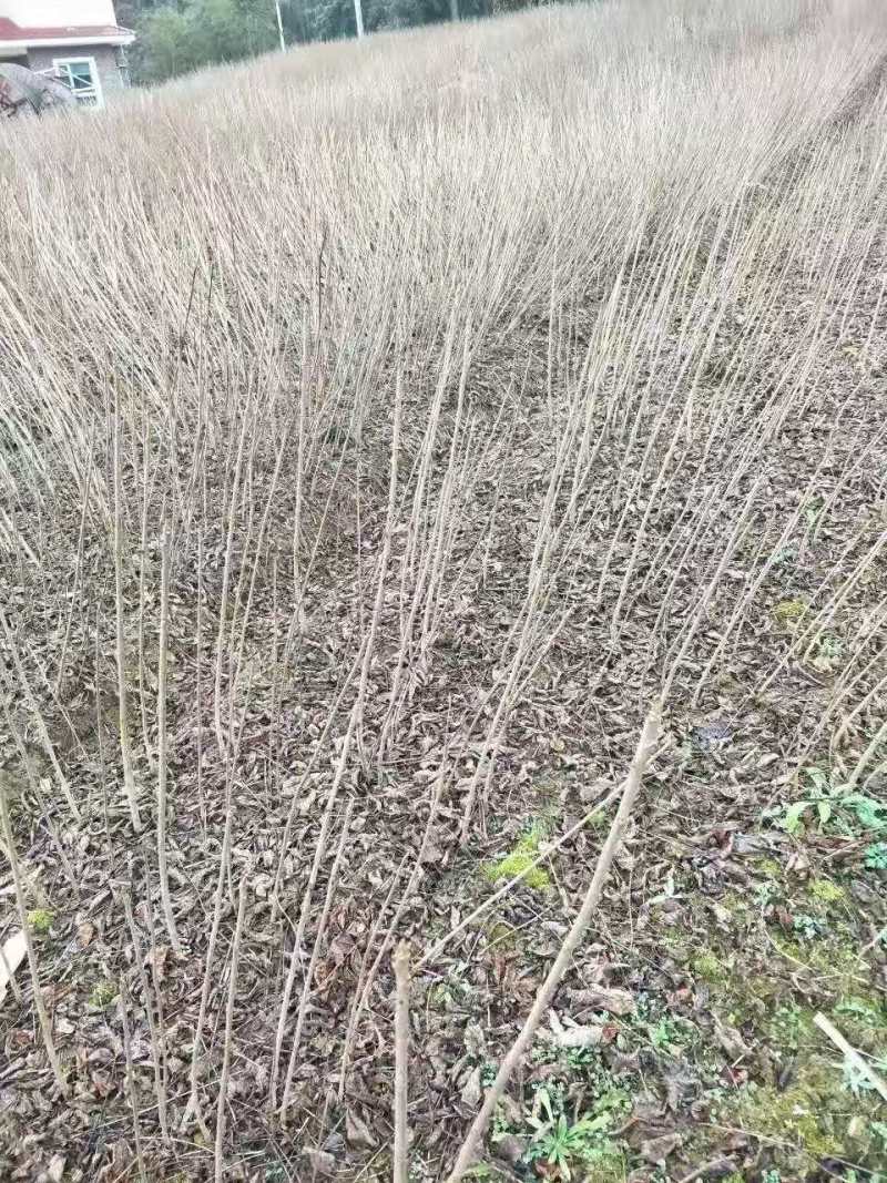 漆树一年生漆树小苗基地1公分漆树多少钱一颗漆树种子