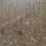 漆树一年生漆树小苗基地1公分漆树多少钱一颗漆树种子