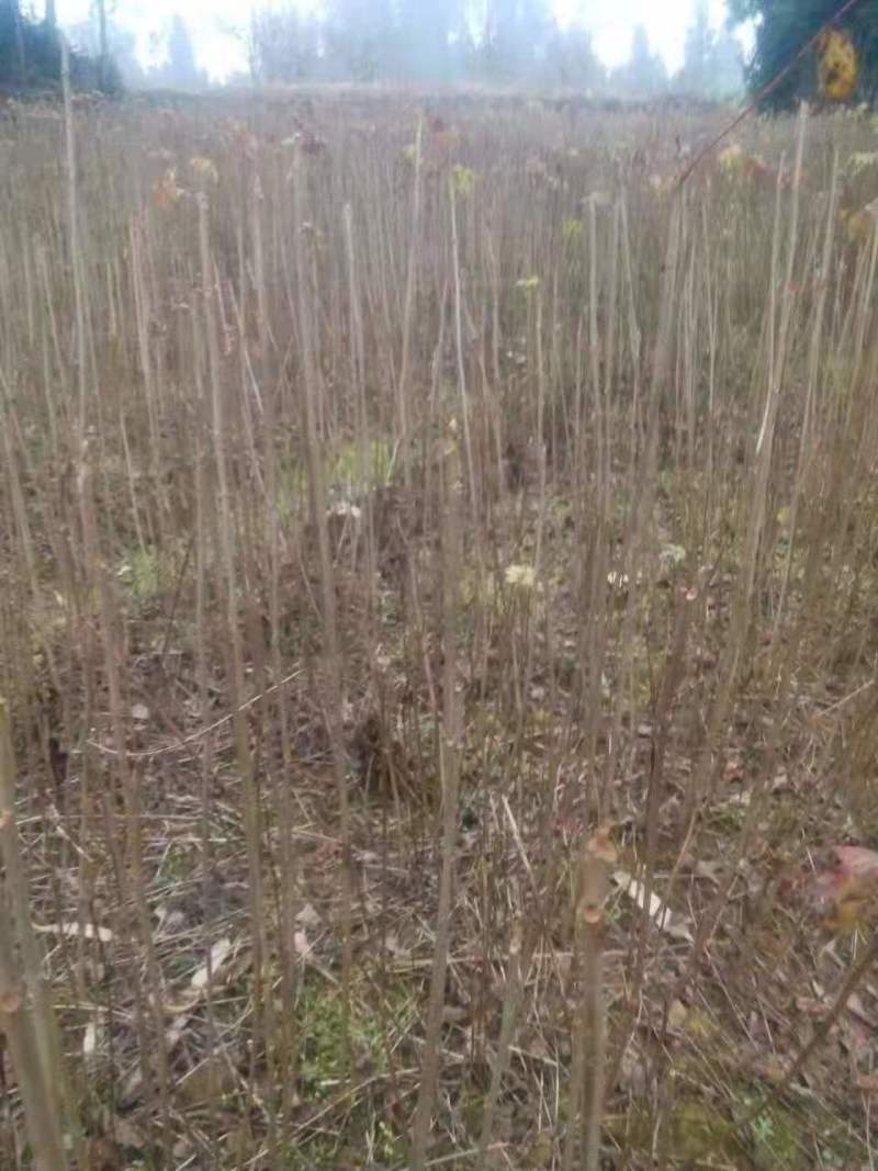 漆树一年生漆树小苗基地1公分漆树多少钱一颗漆树种子