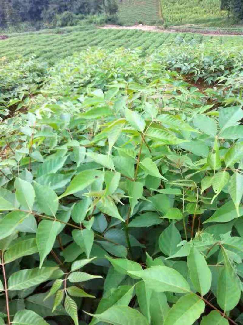 漆树一年生漆树小苗基地1公分漆树多少钱一颗漆树种子