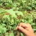 漆树一年生漆树小苗基地1公分漆树多少钱一颗漆树种子