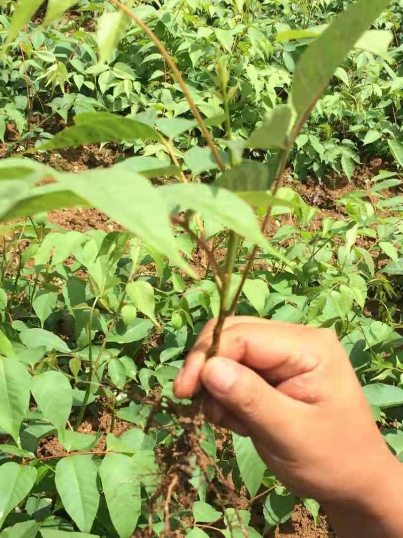漆树一年生漆树小苗基地1公分漆树多少钱一颗漆树种子
