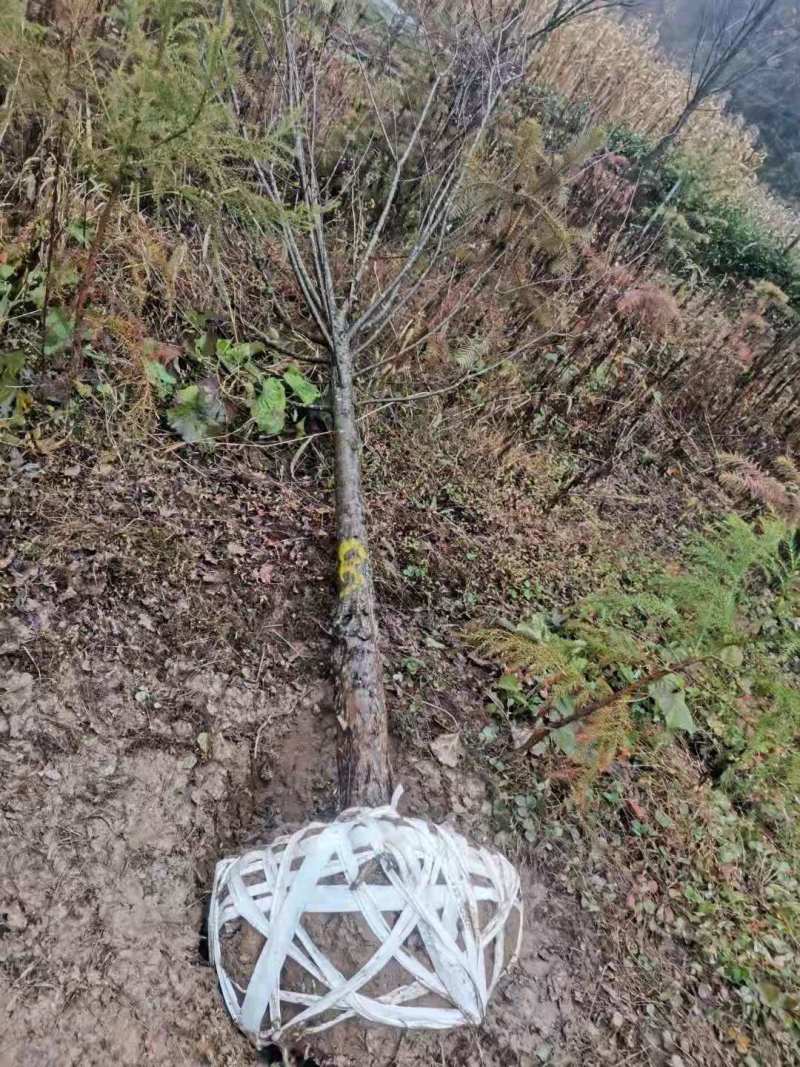 连香树1米连香树哪里有出售？江西连香树批发报价表连香树小