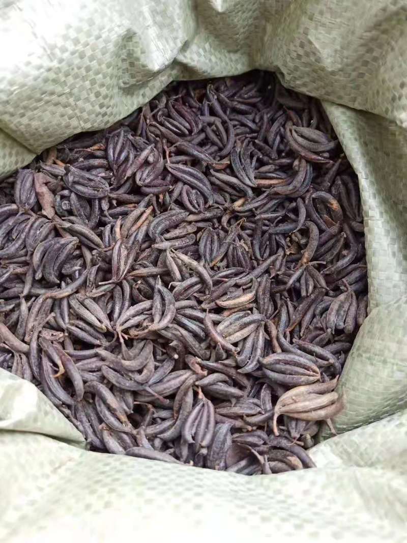 连香树1米连香树哪里有出售？江西连香树批发报价表连香树小