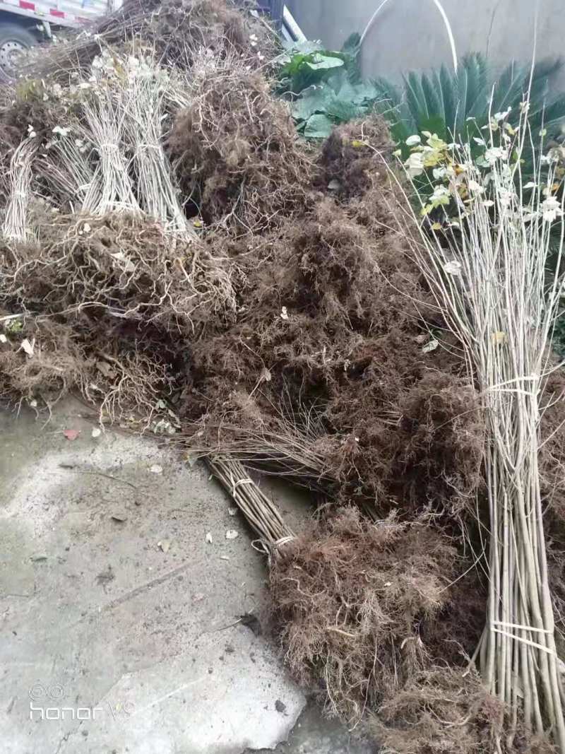 连香树1米连香树哪里有出售？江西连香树批发报价表连香树小