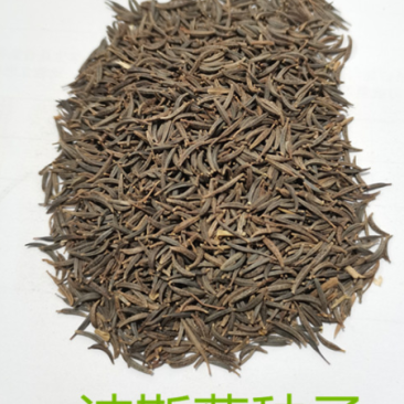 波斯菊种子又名格桑花简单易播成活率极高