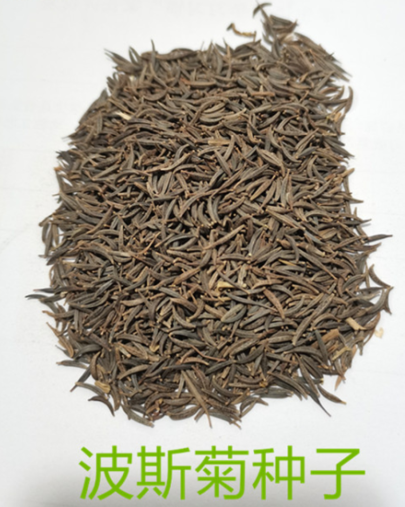 波斯菊种子又名格桑花简单易播成活率极高