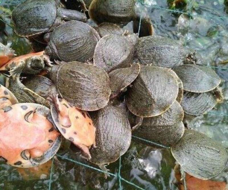 【甲鱼苗】优质甲鱼苗货源充足，量大从优，诚信供应商