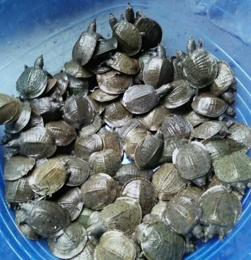 【甲鱼苗】优质甲鱼苗货源充足，量大从优，诚信供应商