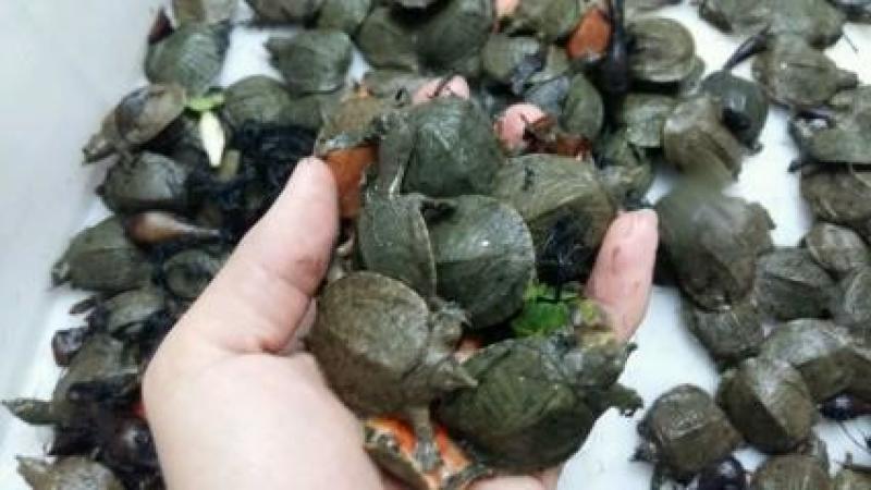 【甲鱼苗】优质甲鱼苗货源充足，量大从优，诚信供应商