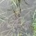 【甲鱼苗】优质甲鱼苗货源充足，量大从优，诚信供应商