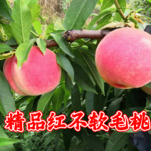 礼泉县北京八号红不软桃产地现摘现发量大价优欢迎联系