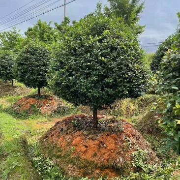 江西茶梅盆景价格基地1米占地茶梅桩价格茶梅花柱子
