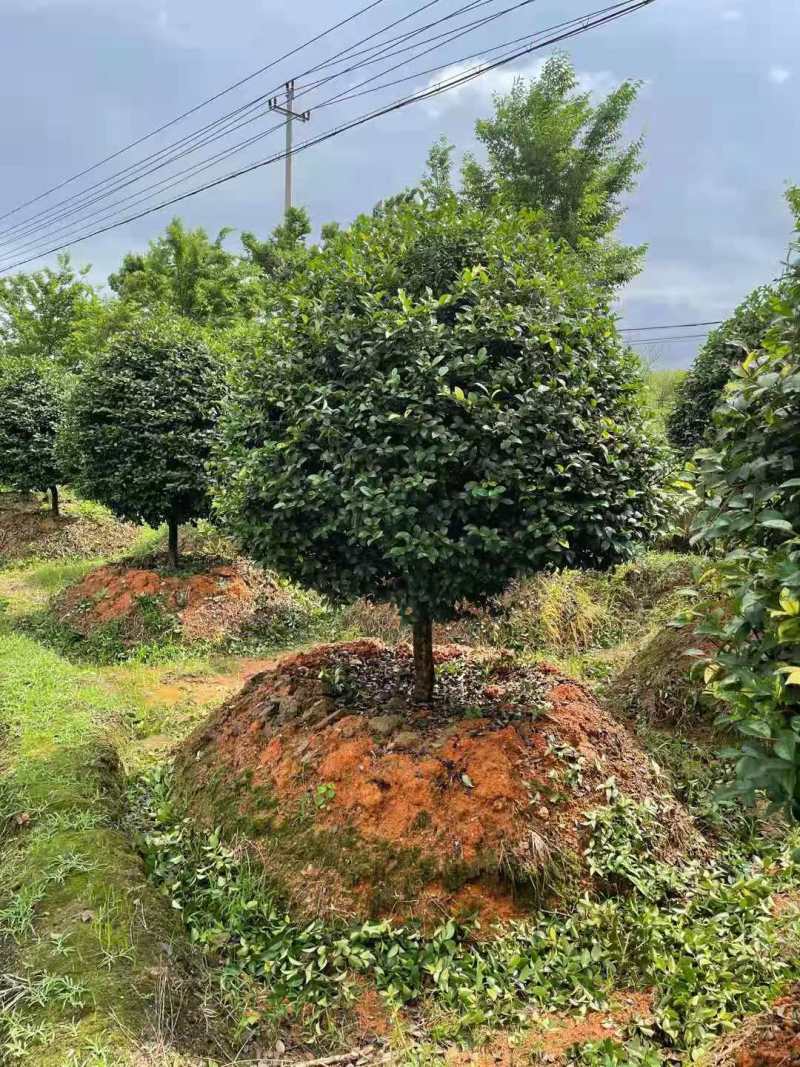 江西茶梅盆景价格基地1米占地茶梅桩价格茶梅花柱子