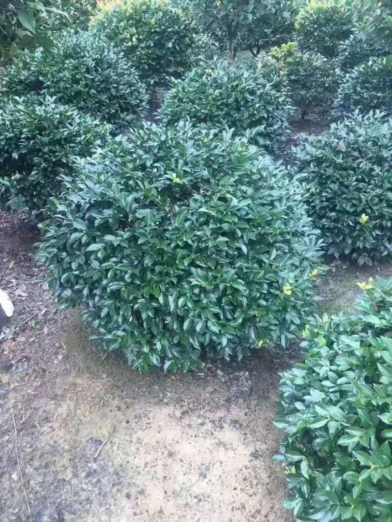 江西茶梅盆景价格基地1米占地茶梅桩价格茶梅花柱子