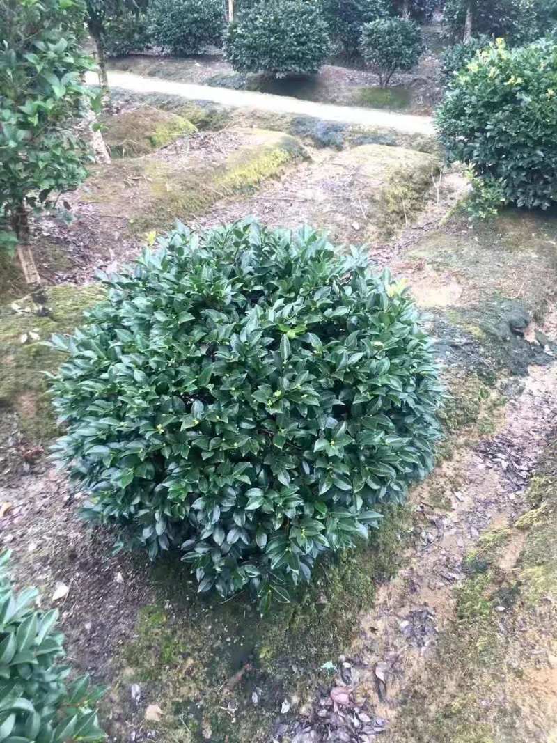 江西茶梅盆景价格基地1米占地茶梅桩价格茶梅花柱子