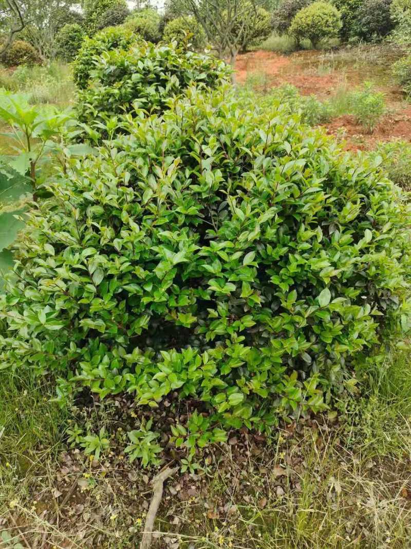 江西茶梅盆景价格基地1米占地茶梅桩价格茶梅花柱子
