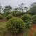 江西茶梅盆景价格基地1米占地茶梅桩价格茶梅花柱子