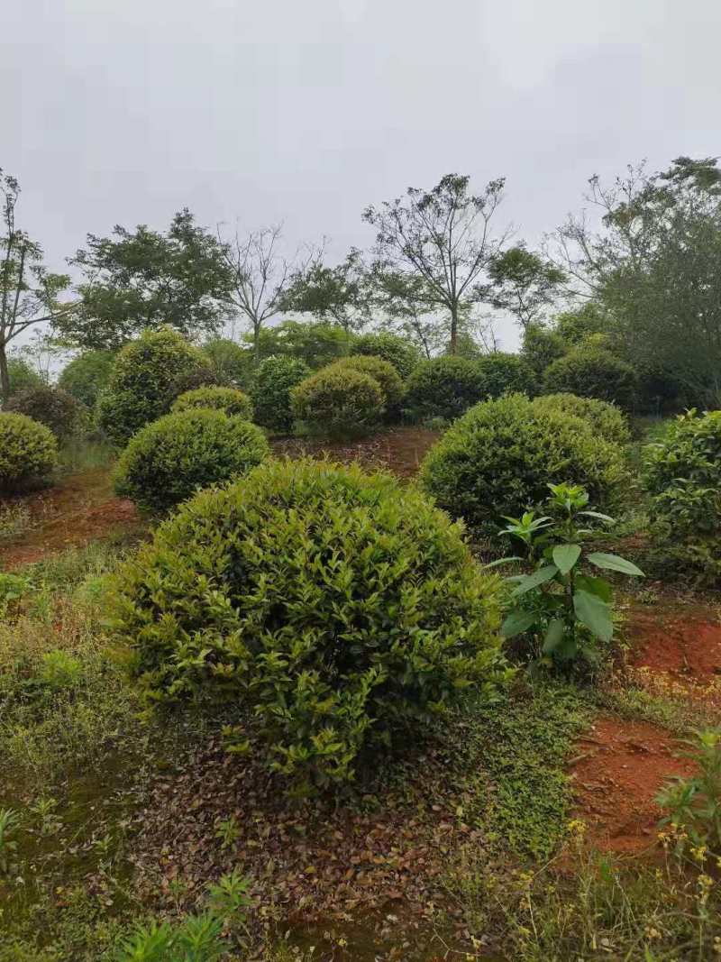 江西茶梅盆景价格基地1米占地茶梅桩价格茶梅花柱子