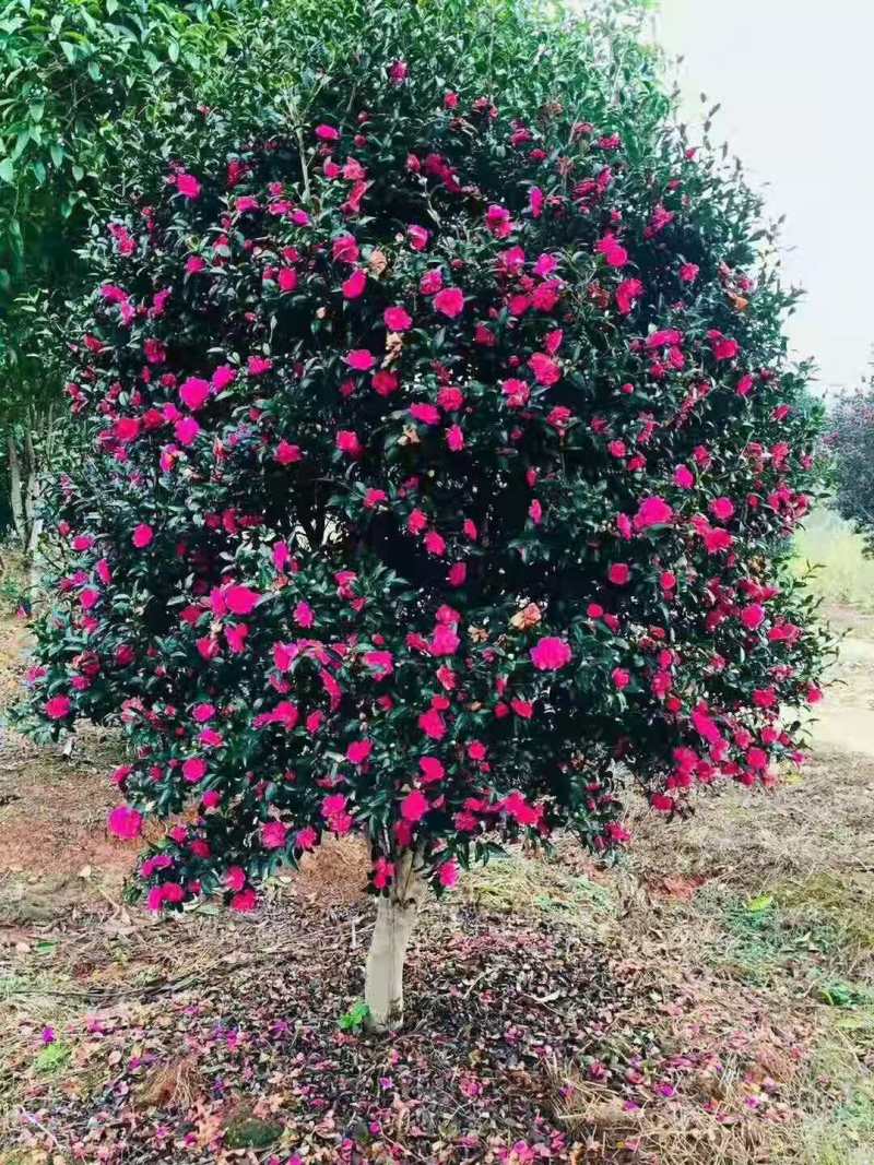 江西茶梅盆景价格基地1米占地茶梅桩价格茶梅花柱子