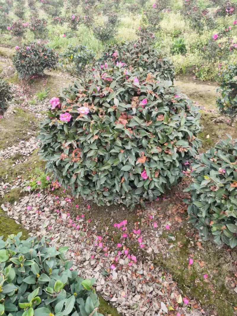江西茶梅盆景价格基地1米占地茶梅桩价格茶梅花柱子