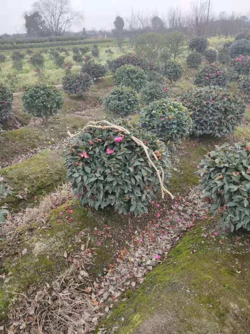 江西茶梅盆景价格基地1米占地茶梅桩价格茶梅花柱子