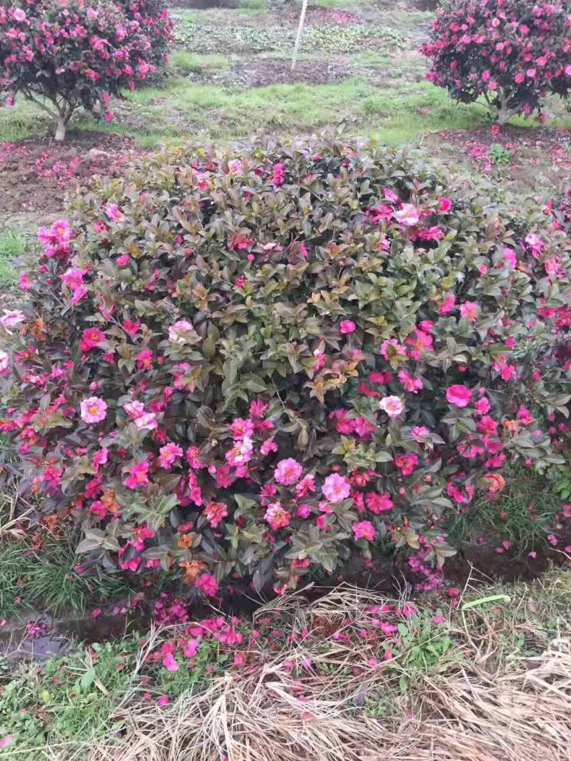 江西茶梅盆景价格基地1米占地茶梅桩价格茶梅花柱子