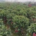 江西茶梅盆景价格基地1米占地茶梅桩价格茶梅花柱子