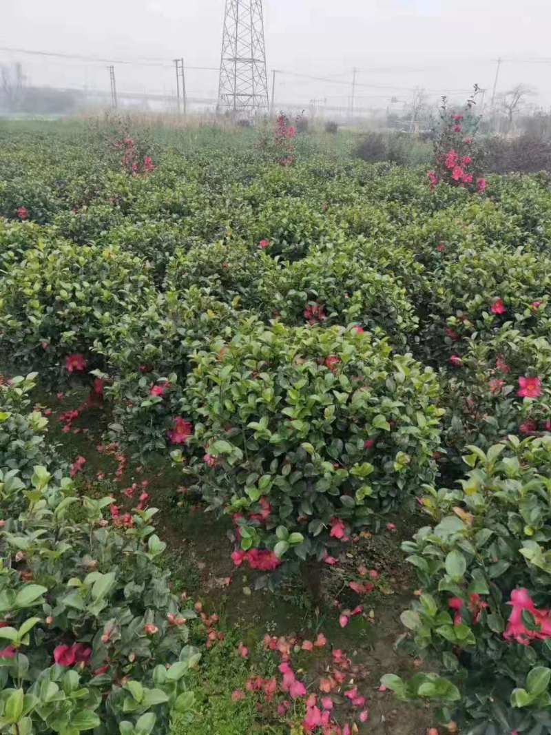 江西茶梅盆景价格基地1米占地茶梅桩价格茶梅花柱子
