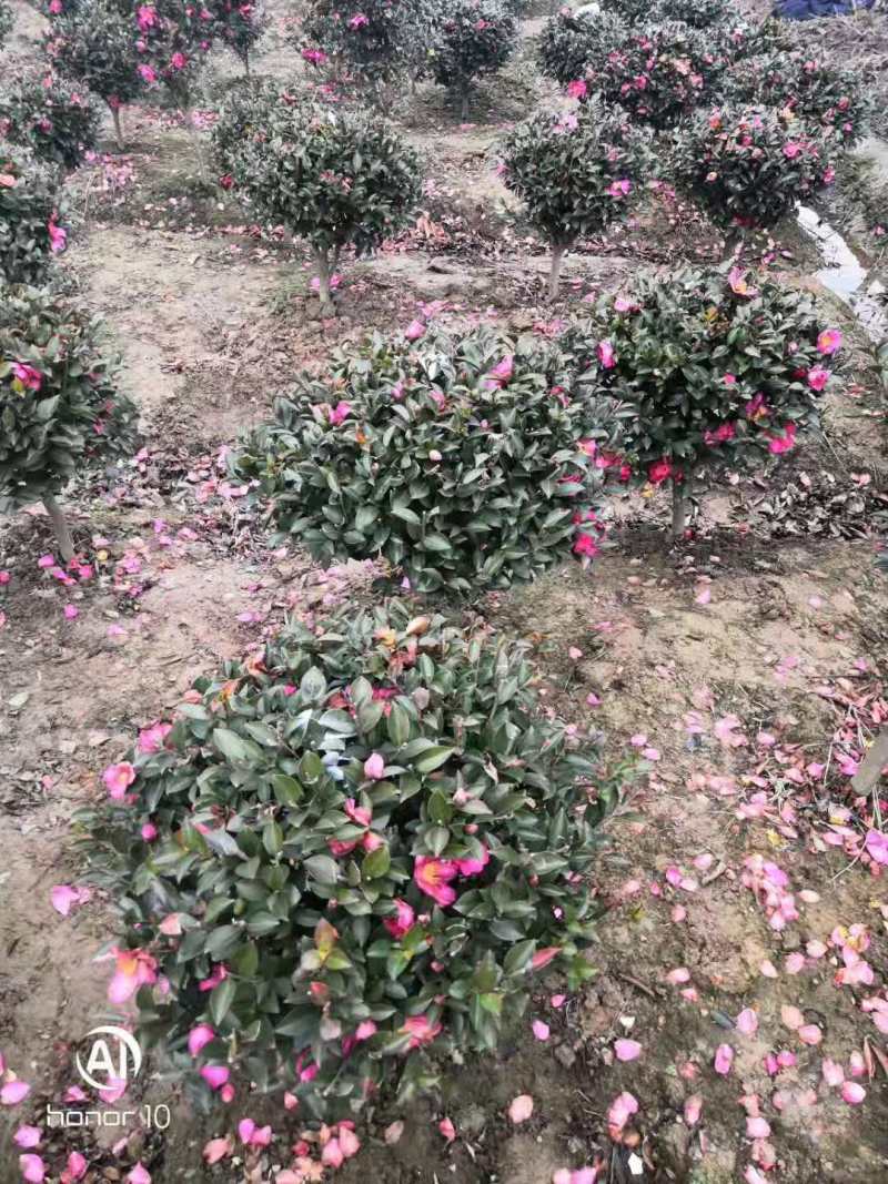 江西茶梅盆景价格基地1米占地茶梅桩价格茶梅花柱子