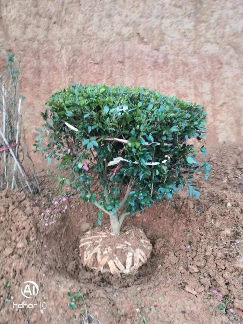 江西茶梅盆景价格基地1米占地茶梅桩价格茶梅花柱子