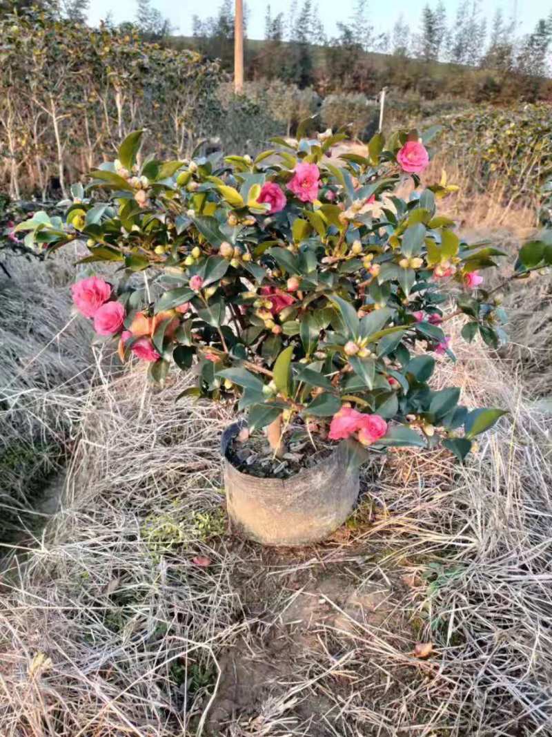 江西茶梅盆景价格基地1米占地茶梅桩价格茶梅花柱子