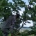 《新鲜采摘》基地种植无花果可提供冷库打包分捡代办