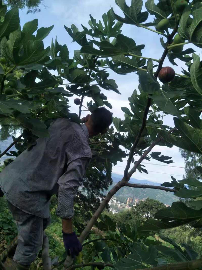 《新鲜采摘》基地种植无花果可提供冷库打包分捡代办