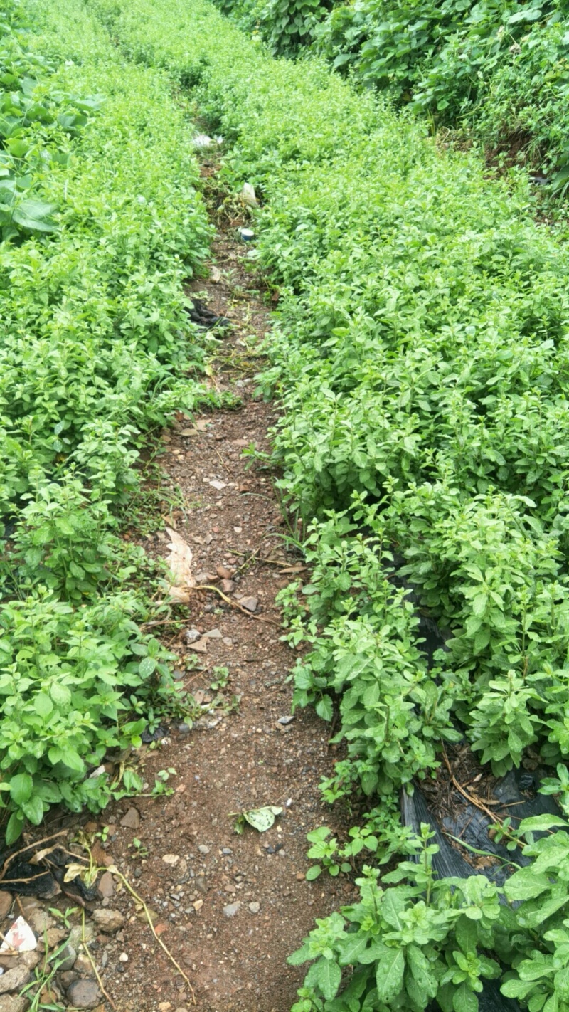 自己生产菜用枸杞尖种植多年，一件代发泡沫箱加冰空运