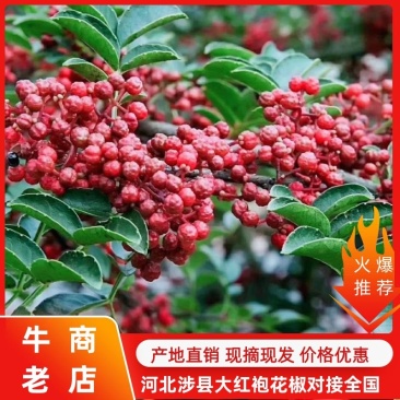 涉县花椒农残达产地直发价格优惠欢迎餐饮企业批发商选购