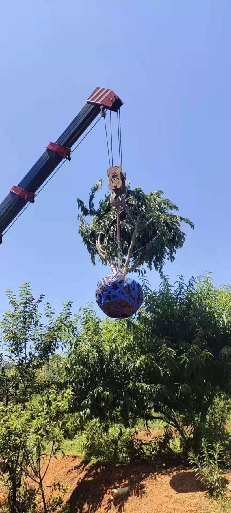 桃树3公分桃树种子5公分桃树10公分桃树价格桃树小苗