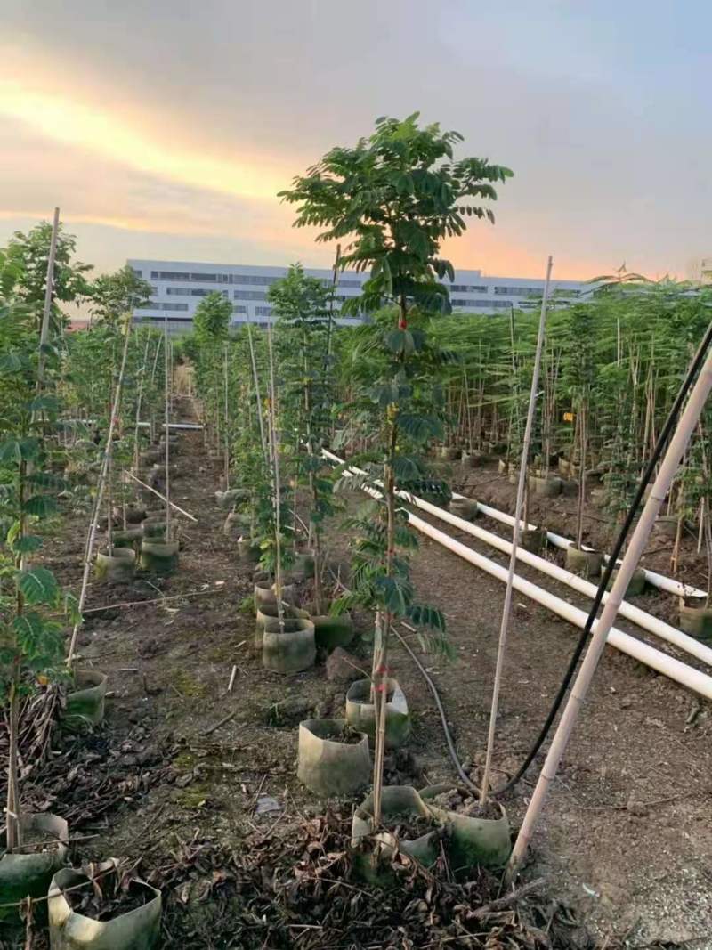基地黄槐价格多少钱一棵黄槐苗黄槐杯苗圃黄槐袋苗