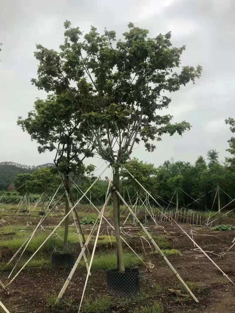 基地黄槐价格多少钱一棵黄槐苗黄槐杯苗圃黄槐袋苗