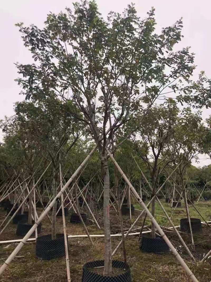 基地黄槐价格多少钱一棵黄槐苗黄槐杯苗圃黄槐袋苗