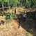 基地黄槐价格多少钱一棵黄槐苗黄槐杯苗圃黄槐袋苗