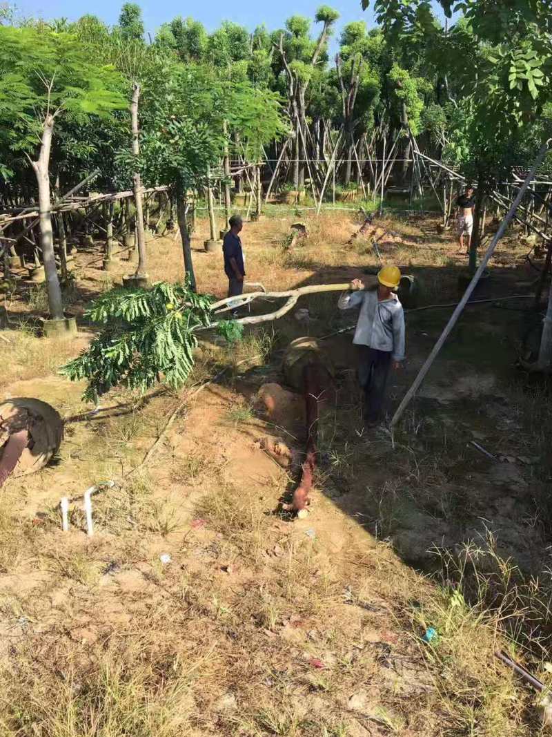 基地黄槐价格多少钱一棵黄槐苗黄槐杯苗圃黄槐袋苗
