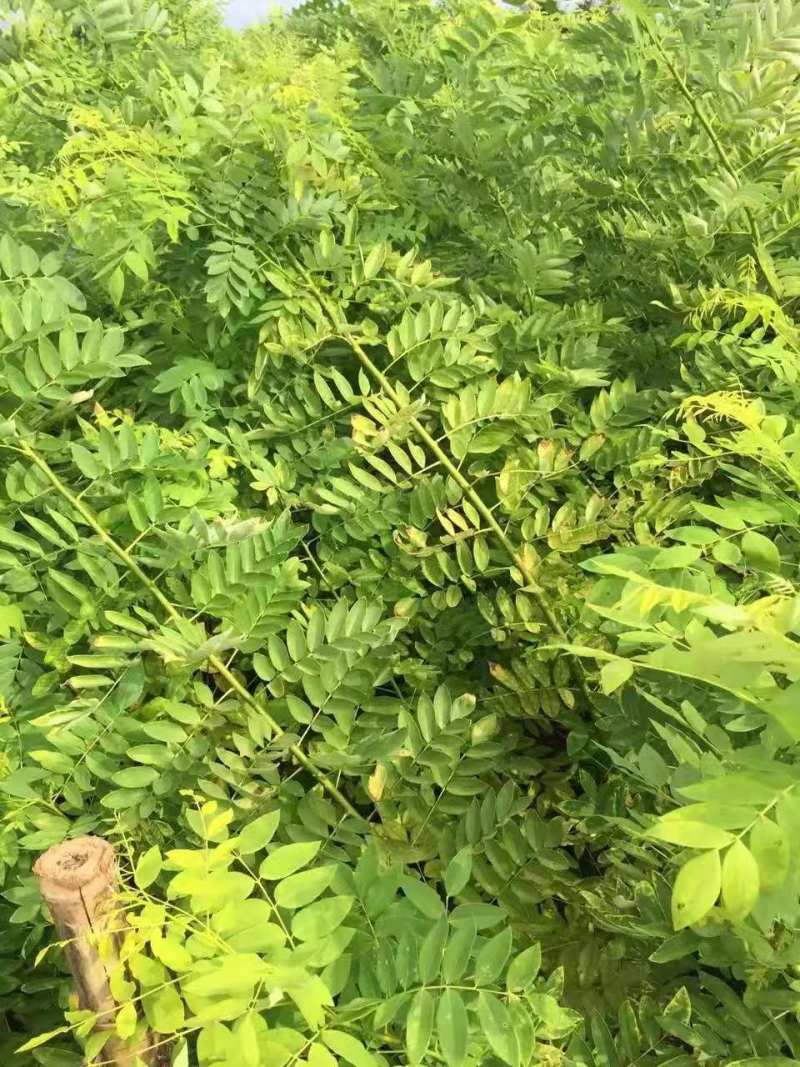 基地黄槐价格多少钱一棵黄槐苗黄槐杯苗圃黄槐袋苗