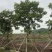 基地黄槐价格多少钱一棵黄槐苗黄槐杯苗圃黄槐袋苗