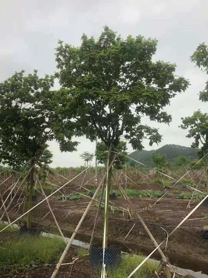 基地黄槐价格多少钱一棵黄槐苗黄槐杯苗圃黄槐袋苗