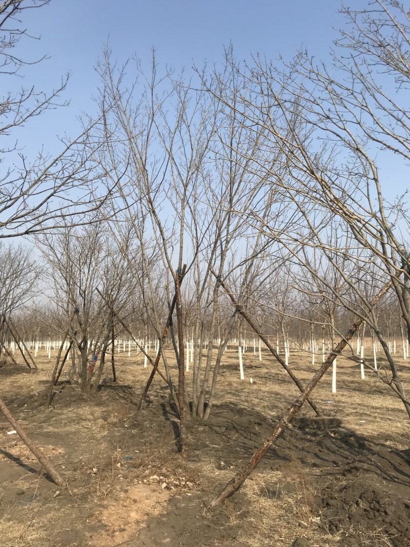 水曲柳丛生水曲柳5-8分枝单株10-25公分规格全