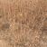 批发四季锦带工程苗5-10分枝容器杯苗四季锦带小苗