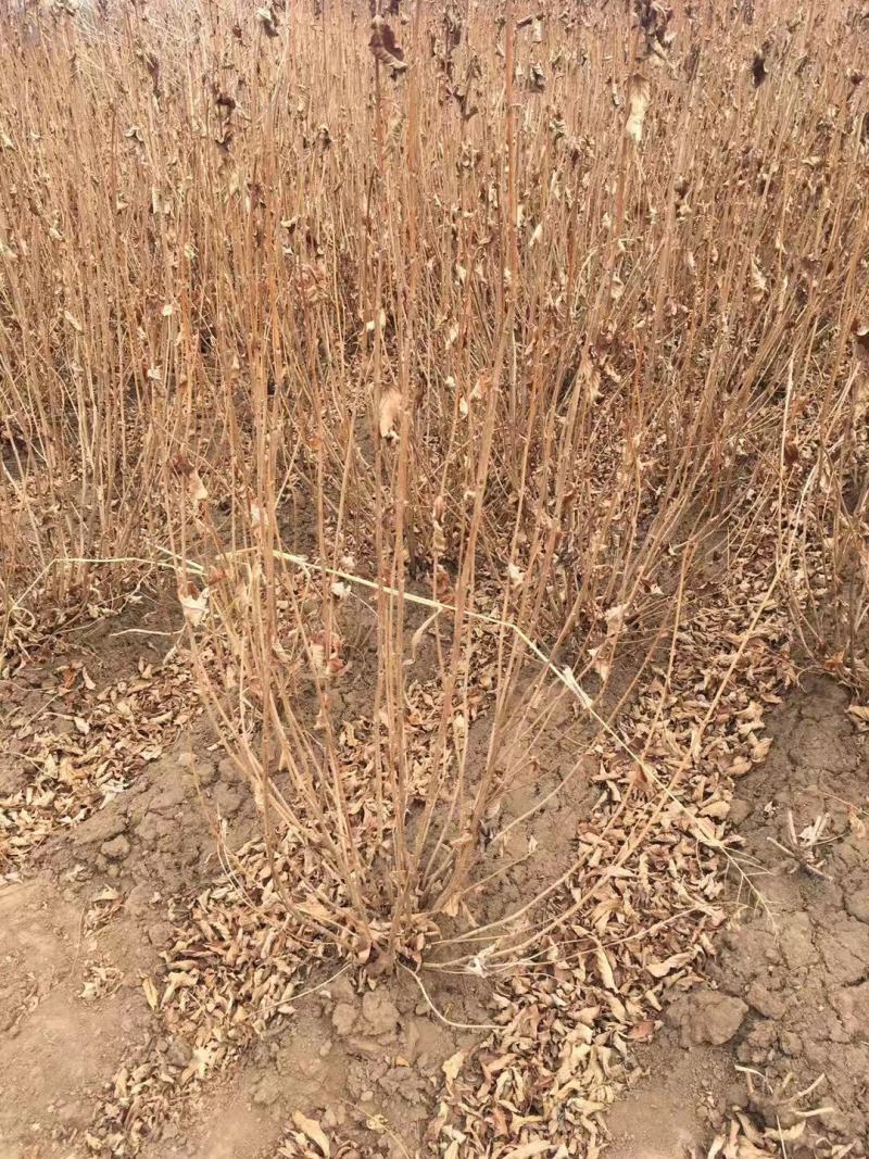 批发四季锦带工程苗5-10分枝容器杯苗四季锦带小苗