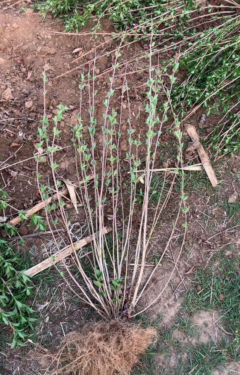 批发四季锦带工程苗5-10分枝容器杯苗四季锦带小苗